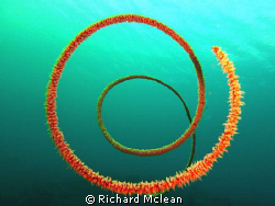 Whip coral corkscrew by Richard Mclean 